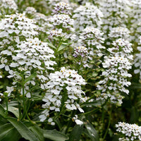 Weiß Candytuf Blumensamen zur Aussaat – hochwertige Qualitäts- – Traditionssorte & ohne Gentechnik Samen Hausgarten