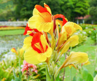 Cleopatra Blumensamen zur Aussaat – saisonal Dauerblüher – Traditionssorte & ohne Gentechnik Samen Hausgarten