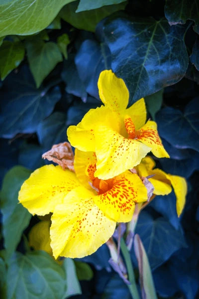 Gelb Achira Blumensamen zur Aussaat – Wildblume Mischung – Traditionssorte & ohne Gentechnik Samen Hausgarten