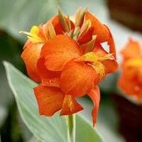 Canna Blumensamen zur Aussaat – duftend Blüten – Traditionssorte & ohne Gentechnik Samen Hausgarten
