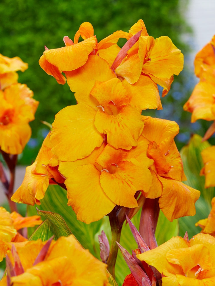 Gelb Pretoria Blumensamen zur Aussaat – hochwertige Qualitäts- – Traditionssorte & ohne Gentechnik Samen Hausgarten