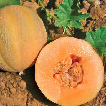 Zwergmelone Samen für einfaches Anpflanzen
