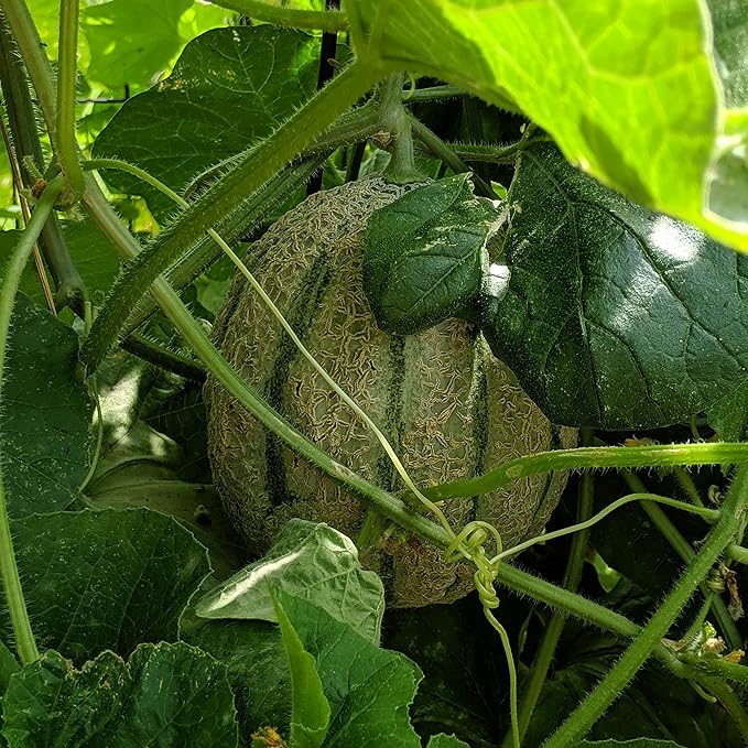 Anbauening cantaloupe vines in garden