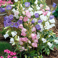 Canterbury bells cup & saucer mix samen for anpflanzung
