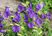 Traditionssorte Canterbury Blumensamen zur Aussaat Anzucht Traditionssorte & ohne Gentechnik Samen Hausgarten