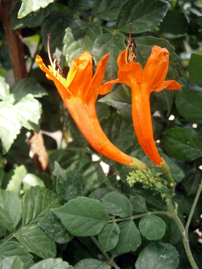 Orange Cape Honeysuckle Blumensamen zur Aussaat Wildblume Mischung Traditionssorte & ohne Gentechnik Samen Hausgarten