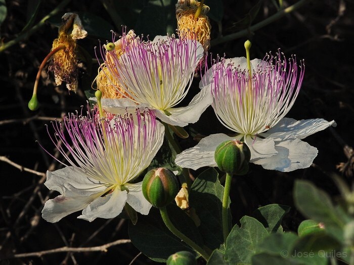 Caper Bush Anbau in Rocky Mediterranean Garten
