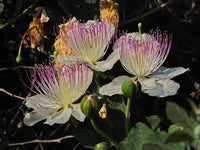 Caper Bush Anbau in Rocky Mediterranean Garten