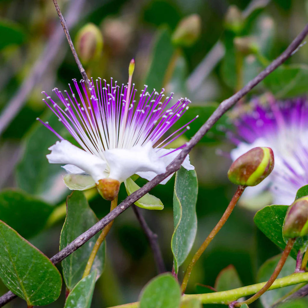 Blau Caper Blumensamen: Best Aussaat Tips Gardeners