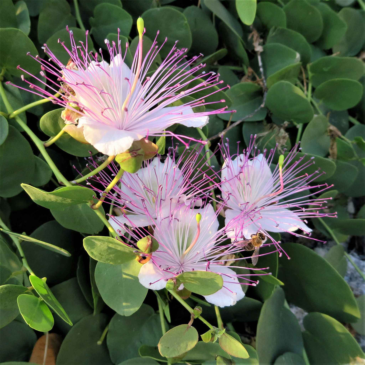 Capparis (capparis blume) samen for anpflanzung in home garten