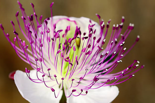 Weiß Rosa Capparis Spinosa Samen zur Aussaat ideal Gärten und Pots einzigartig Blüten