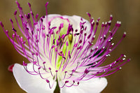 Weiß Rosa Capparis Spinosa Samen zur Aussaat ideal Gärten und Pots einzigartig Blüten