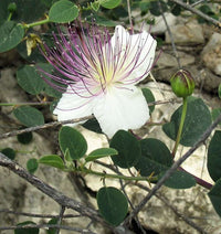 Weiß Capparis Spinosa Blumensamen zur Aussaat – ideal Rabatten – Traditionssorte & ohne Gentechnik Samen Hausgarten