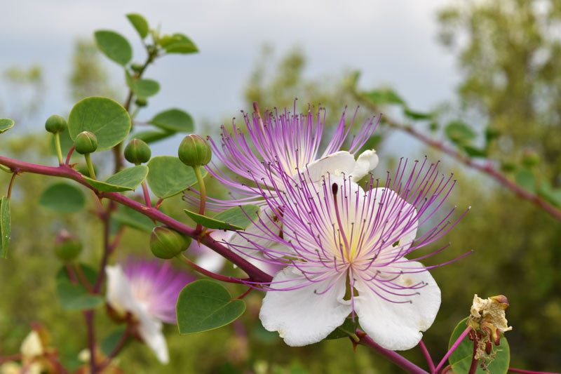Traditionssorte Capparis Spinosa Blumensamen zur Aussaat sonnenliebend Traditionssorte & ohne Gentechnik Samen Hausgarten