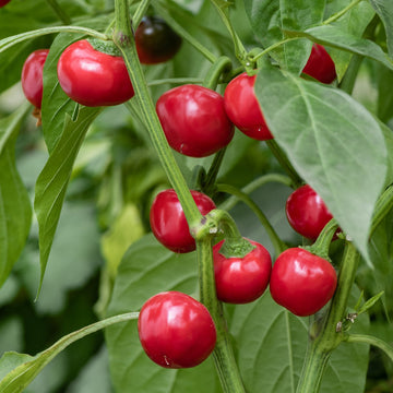 Cherry pepper pflanze wachsend in pot