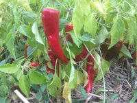 Capsicum annuum chimayo pepper samen