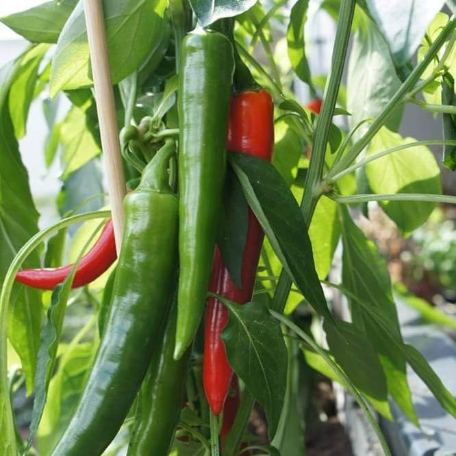 Capsicum annuum samen für backyard wachsend