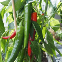 Capsicum annuum samen für backyard wachsend