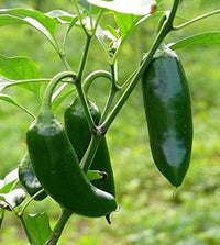 Jalapeno hybrid capsicum annuum pflanzen in garten