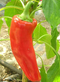Capsicum annuum süße marconi pepper samen