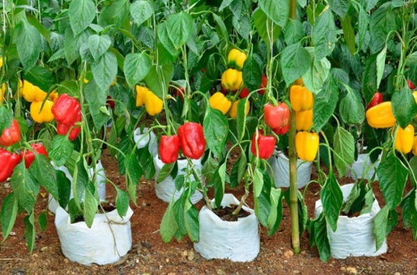 Mini süße pepper seedlings sprouting aus non gmo samen