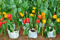 Mini süße pepper seedlings sprouting aus non gmo samen