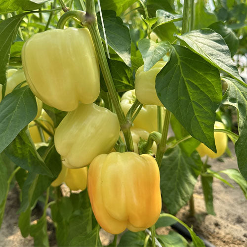 Capsicum annuum pepper pflanze wachsend in garten
