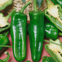Capsicum annuum italienische pepperoncini samen