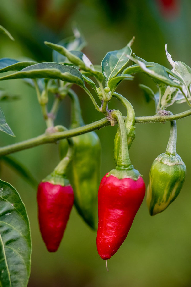 Capsicum annuum pflanzen wachsend in garten