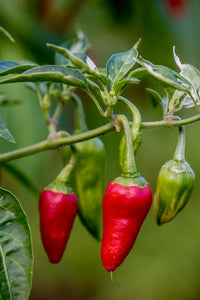 Capsicum annuum pflanzen wachsend in garten