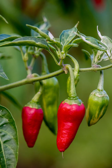 Capsicum annuum pflanzen wachsend in garten