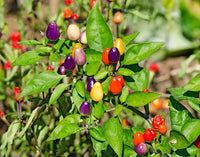 Capsicum annuum rainbow bell pepper samen