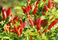 Capsicum frutescens pepper pflanzen in garten