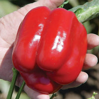Capsicum pepper samen für aussaat in a gemüse garten