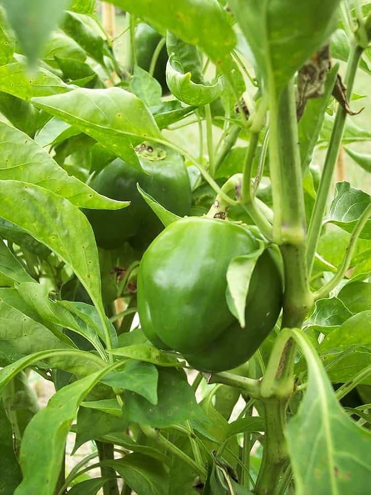 Healthy capsicum pflanzen wachsend in home garten bed