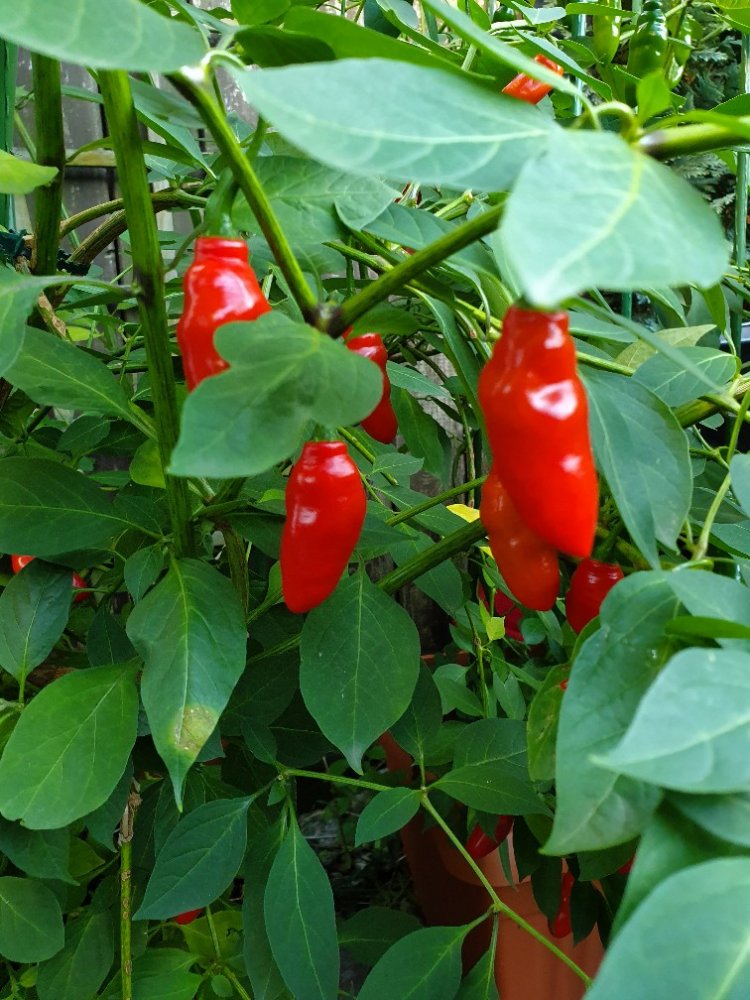 Capsicum pubescens rocoto pepper pflanzen in garten