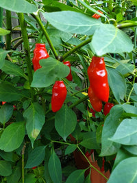 Capsicum pubescens rocoto pepper pflanzen in garten