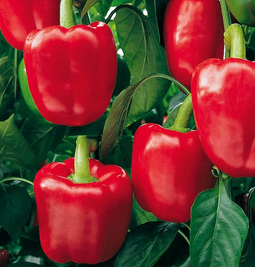 Sweet Pepper Samen zum Pflanzen  Vibrant Gemüses for Your Garden