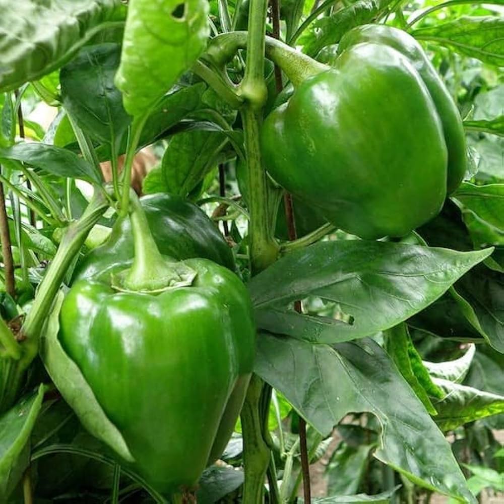 Capsicum pepper seedlings sprouting in gemüse patch