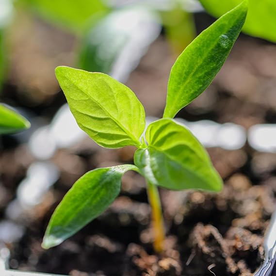 Young capsicum seedlings wachsend in a gemüse patch