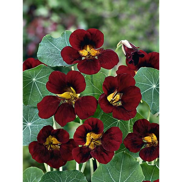 Schwarz Velvet Kapuzinerkresse Blumensamen zur Aussaat hochwertige Qualitäts- Traditionssorte & ohne Gentechnik Samen Hausgarten