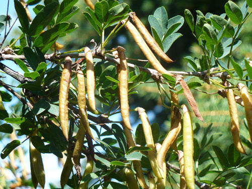 Caragana arborescens seedlings sprouting