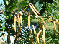 Caragana arborescens seedlings sprouting