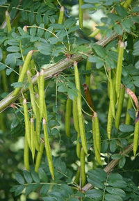 Caragana arborescens samen für aussaat