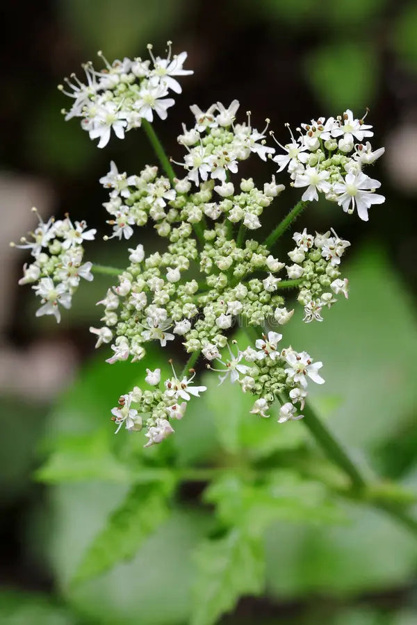 Caraway Blumensamen zur Aussaat Garten beliebt Traditionssorte & ohne Gentechnik Samen Hausgarten