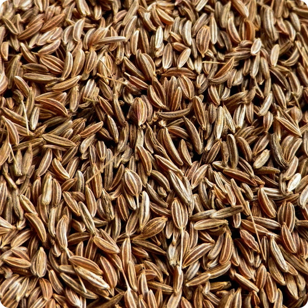 Caraway Samen Arterner Carum carvi Pflanze for Zuhause Gartenarbeit