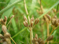 Caraway Samen planted in a Zuhause Kraut Garten setting