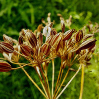 Caraway Samen producing white flowering umbels