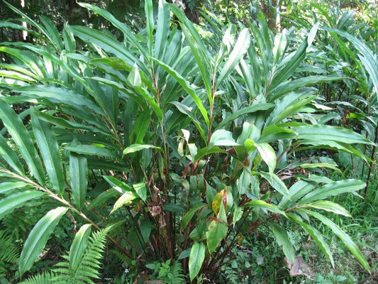 Cardamom Samen – Elettaria cardamomum Fragrant Kraut Shrub Pflanze