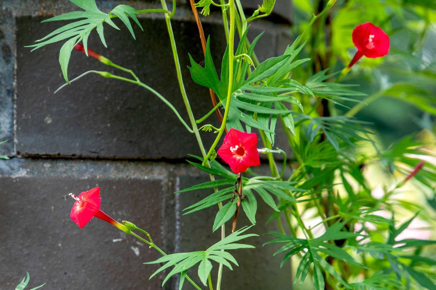 Rot Cardinal Climber Blumensamen zur Aussaat – Drought verträglich – Traditionssorte & ohne Gentechnik Samen Hausgarten